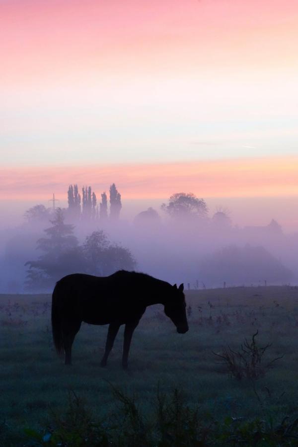 Gite Rural Les Petites Tetes Leuze-en-Hainaut المظهر الخارجي الصورة